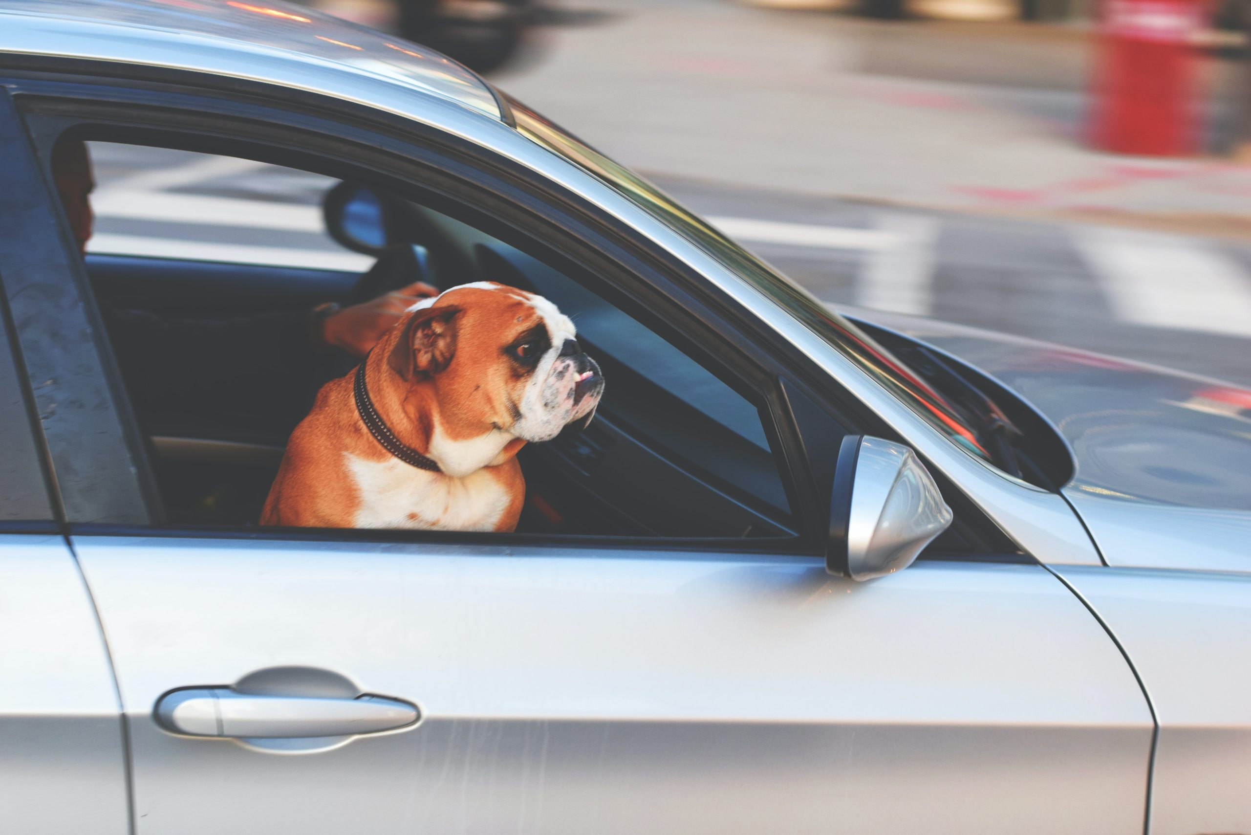 dog sticking his head out the window